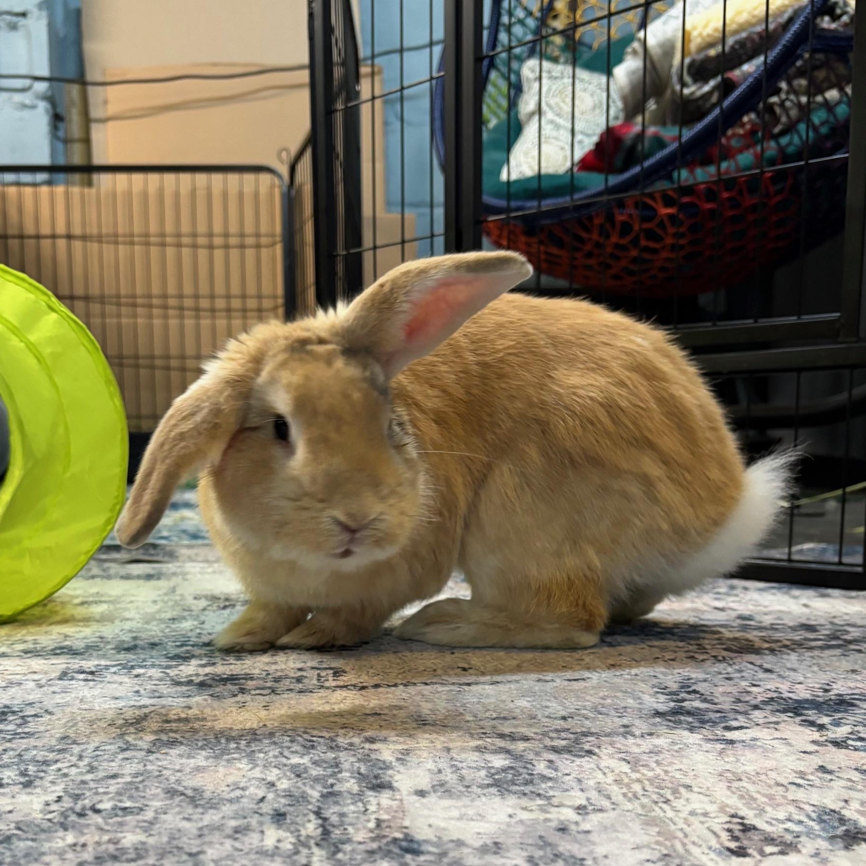 PERRY, Adoptable, Adult Male American.