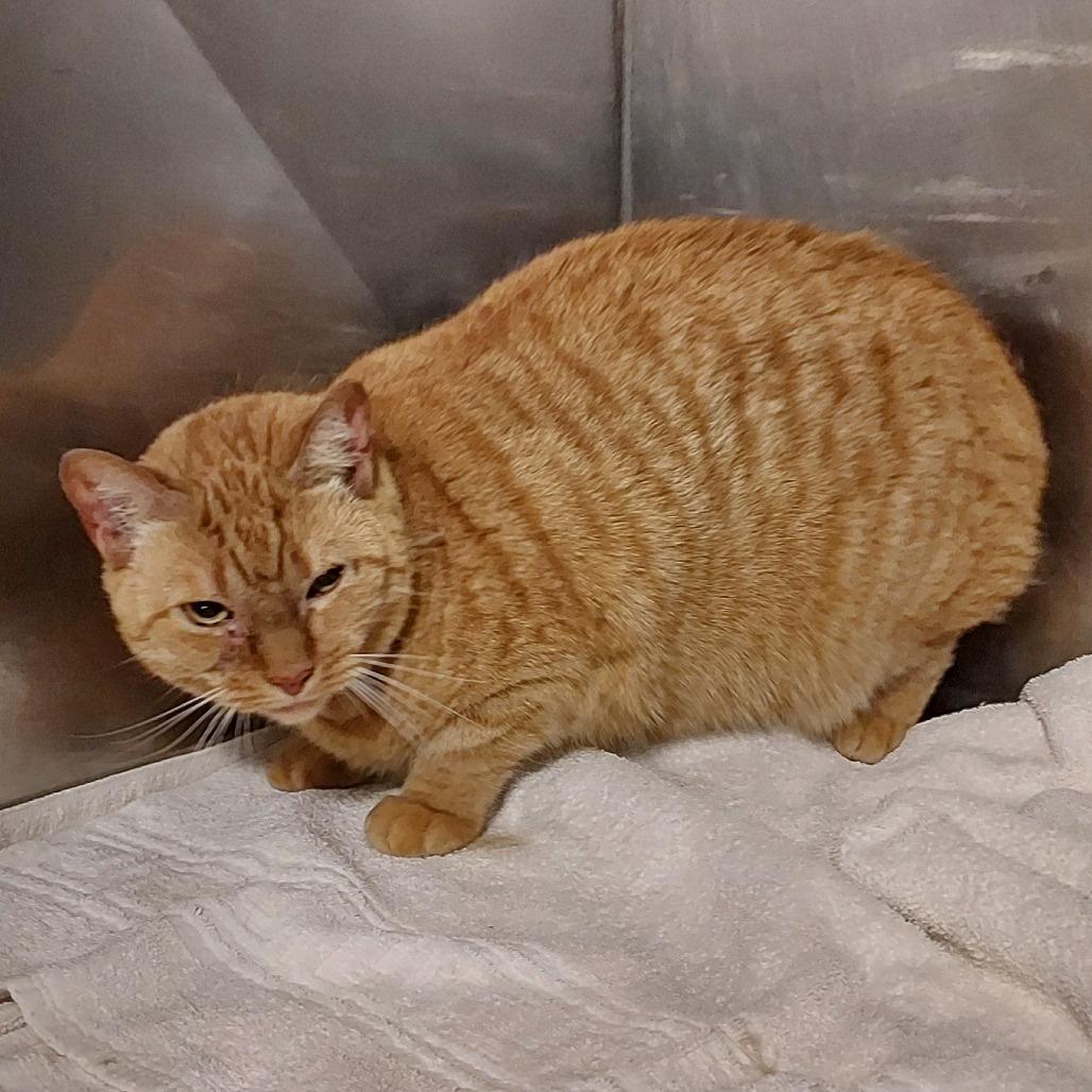 Pooka, Adoptable, Adult Female Domestic Short Hair.