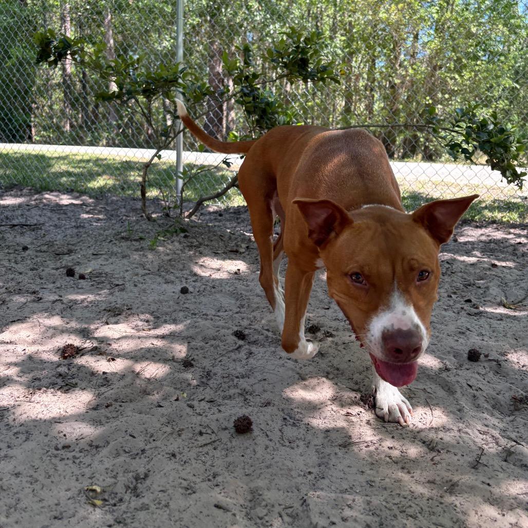 Enlarge Freesia 27102, a Adoptable Mixed Breed in Middleburg, FL image 1/6