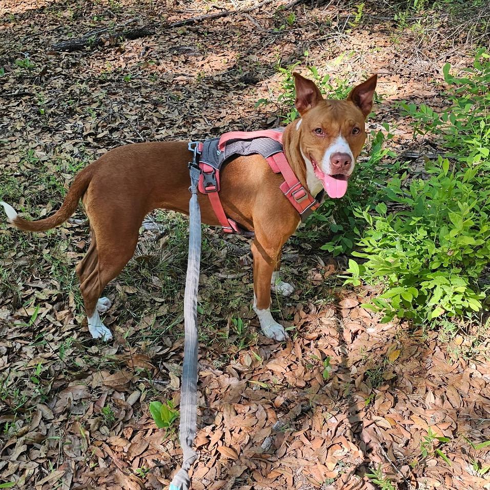 Enlarge Freesia 27102, a Adoptable Mixed Breed in Middleburg, FL image 3/6