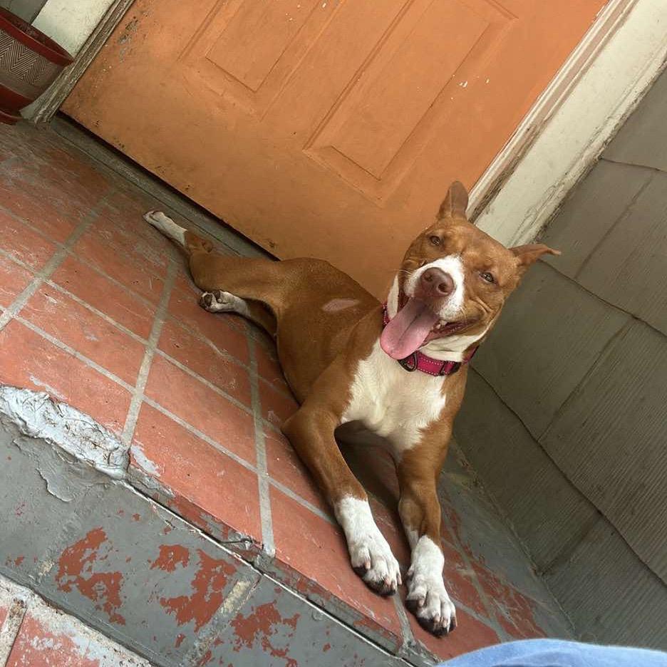 Freesia 27102, Adoptable, Adult Female Mixed Breed.