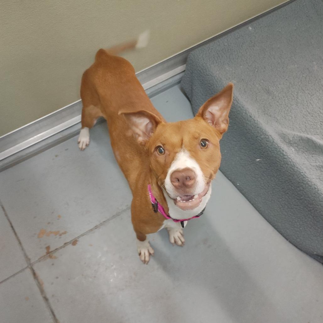 Enlarge Freesia 27102, a Adoptable Mixed Breed in Middleburg, FL image 2/2