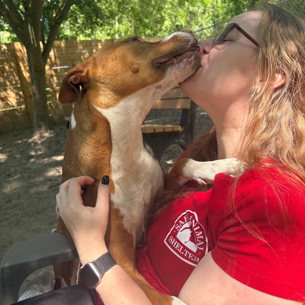 Enlarge Freesia 27102, a Adoptable Mixed Breed in Middleburg, FL image 5/6