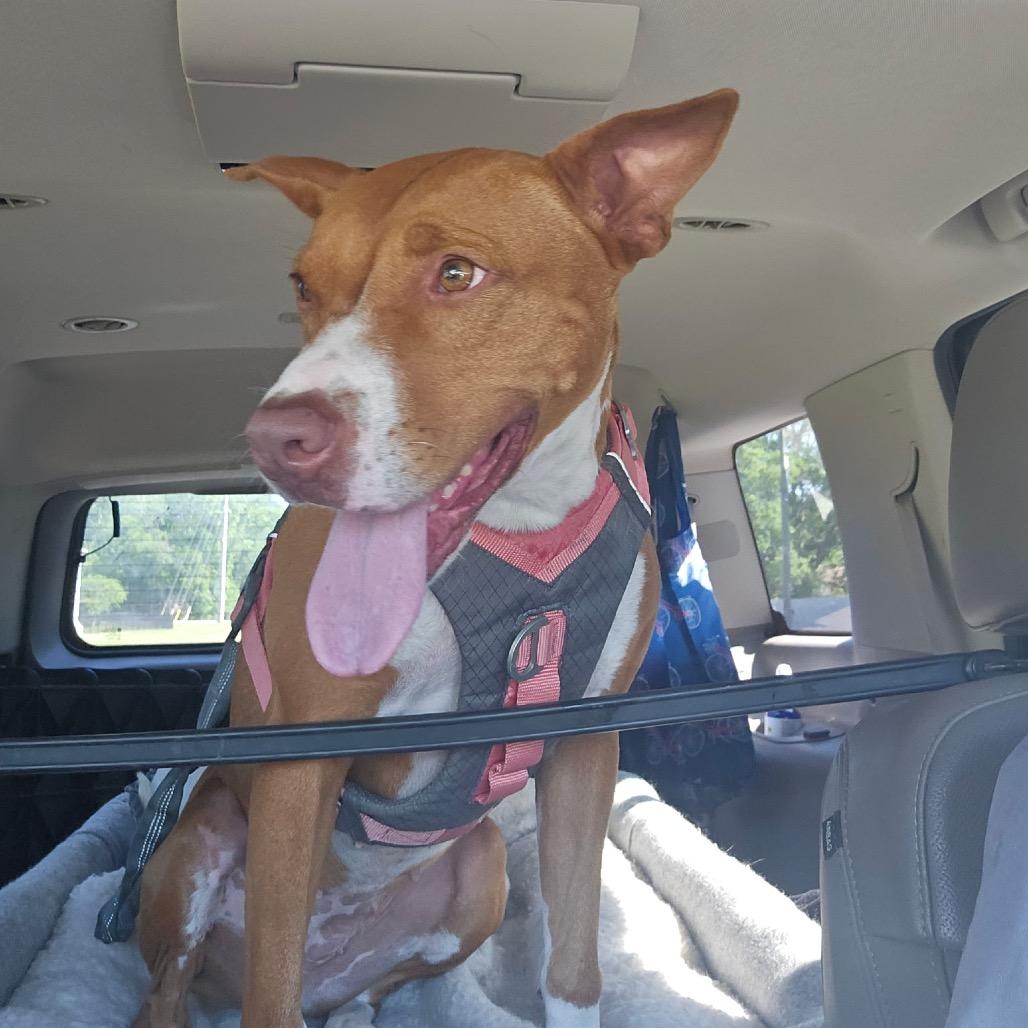 Enlarge Freesia 27102, a Adoptable Mixed Breed in Middleburg, FL image 6/6