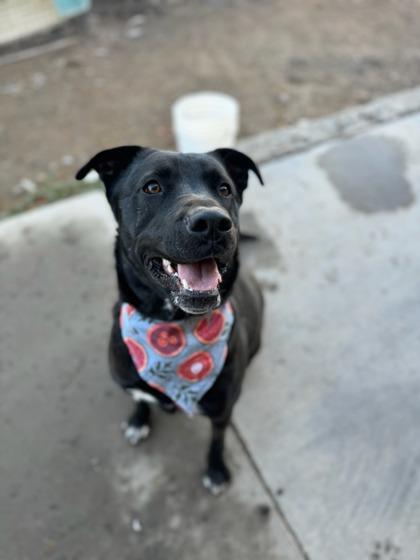 Enlarge Franny, a Adoptable Mixed Breed in Moses Lake, WA image 2/3