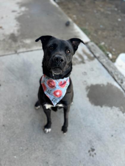 Enlarge Franny, a Adoptable Mixed Breed in Moses Lake, WA image 3/3