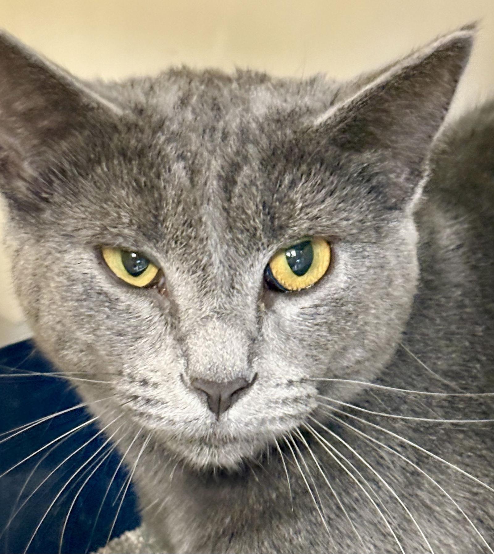 Eva, Adoptable, Young Female Domestic Long Hair.