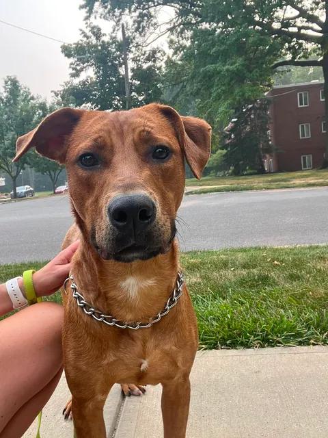 Enlarge Lion, an adoptable mixed breed in Parma, OH image 2/3
