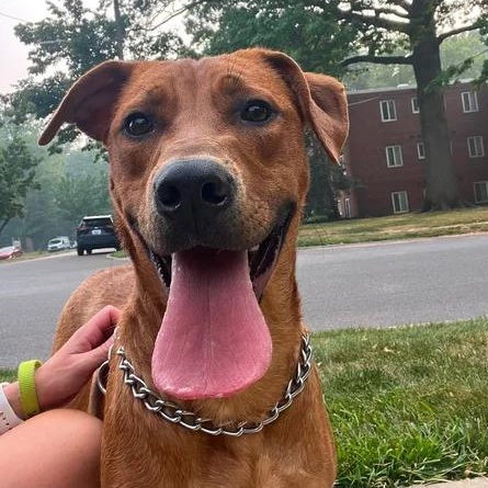 Lion, adoptable, Young Male Mixed Breed.
