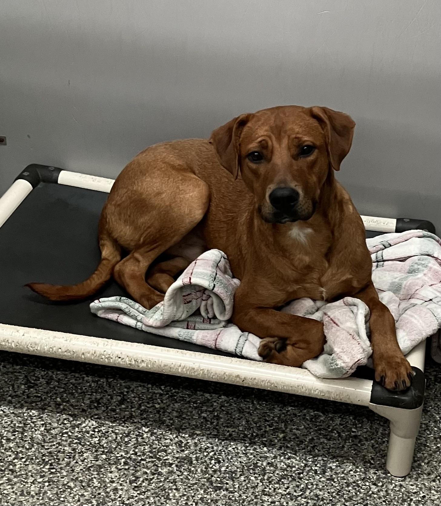 Enlarge Lion, an adoptable mixed breed in Parma, OH image 3/3