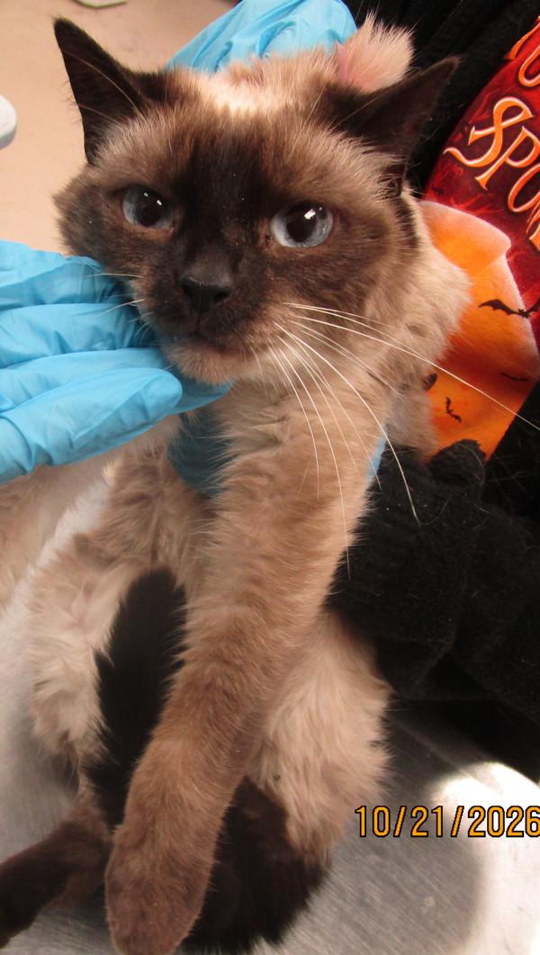 Enlarge Mela(633), a Adoptable mixed breed in Marietta, GA image 1/1