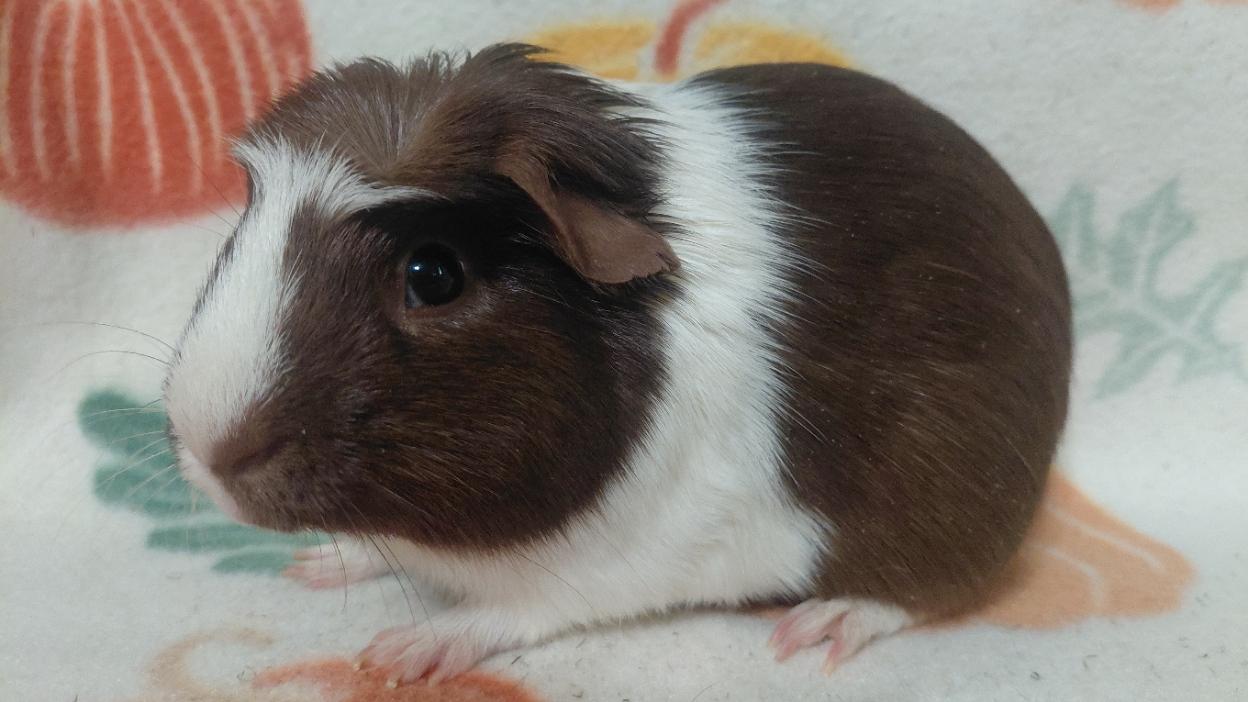Enlarge Willow, a Adoptable Short-Haired in Cincinnati, OH image 4/4