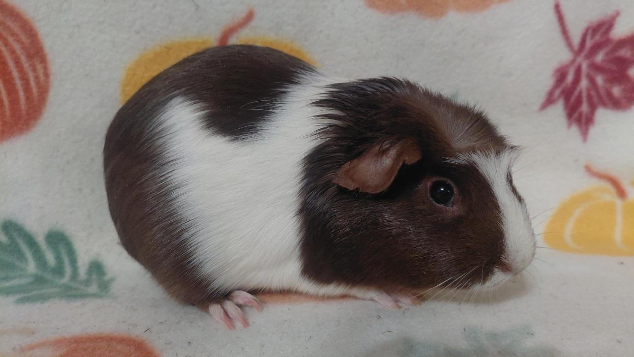 Enlarge Willow, a Adoptable Short-Haired in Cincinnati, OH image 2/4