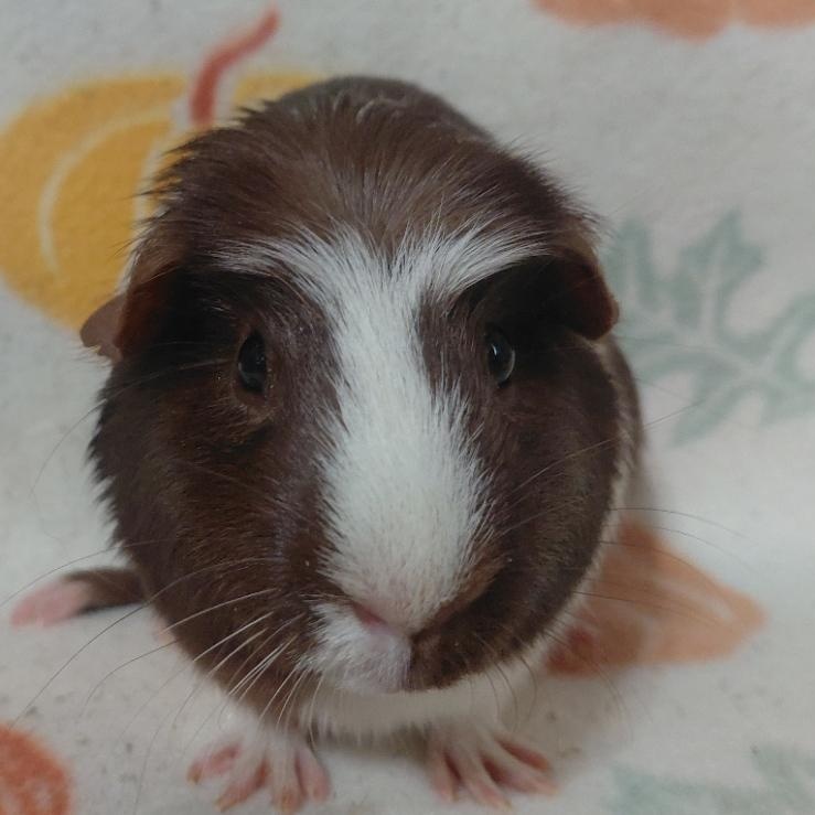 Willow, Adoptable, Adult Female Short-Haired.