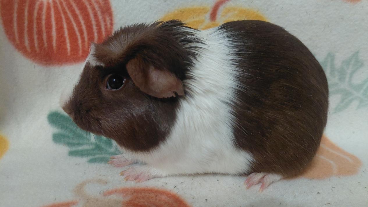 Enlarge Willow, a Adoptable Short-Haired in Cincinnati, OH image 3/4