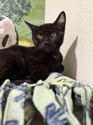 Enlarge Phantasm, a Adoptable mixed breed in Pleasanton, CA image 3/3