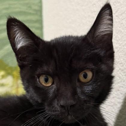 Enlarge Phantasm, a Adoptable mixed breed in Pleasanton, CA image 1/3