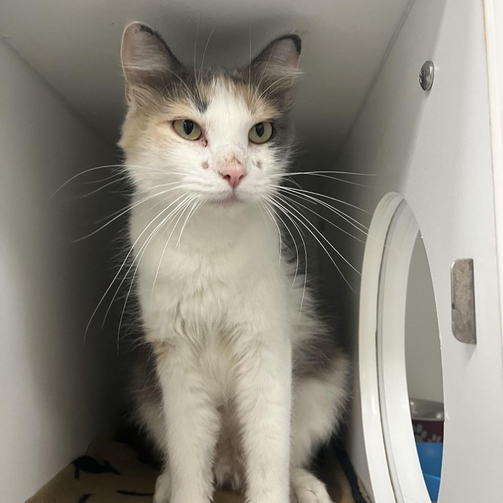 Edweena, a Adoptable Domestic Short Hair in Chaska, MN image 1/6