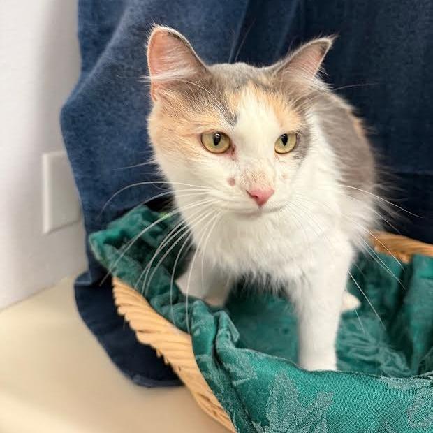 Edweena, a Adoptable Domestic Short Hair in Chaska, MN image 2/6