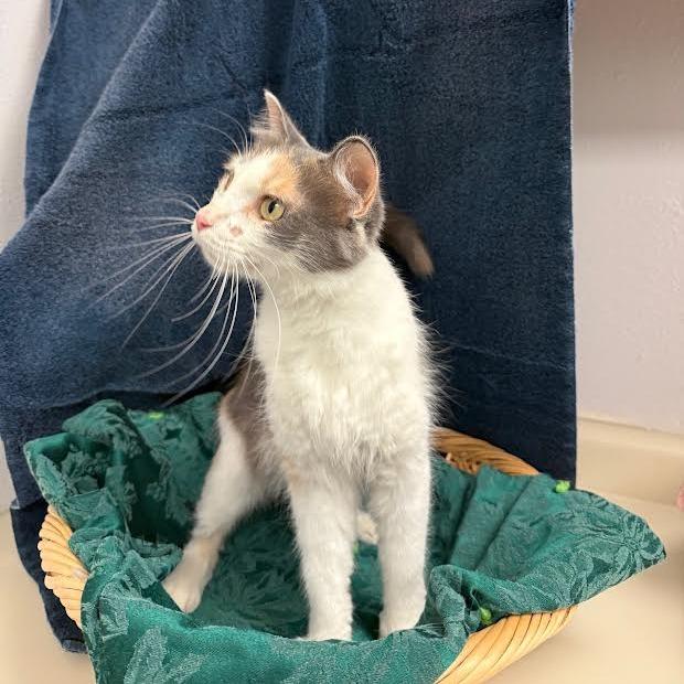 Edweena, a Adoptable Domestic Short Hair in Chaska, MN image 3/6