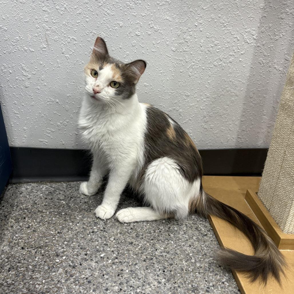 Edweena, a Adoptable Domestic Short Hair in Chaska, MN image 4/6