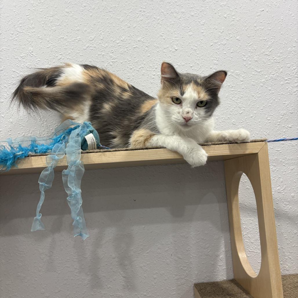 Edweena, a Adoptable Domestic Short Hair in Chaska, MN image 5/6