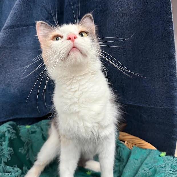 Edweena, a Adoptable Domestic Short Hair in Chaska, MN image 6/6