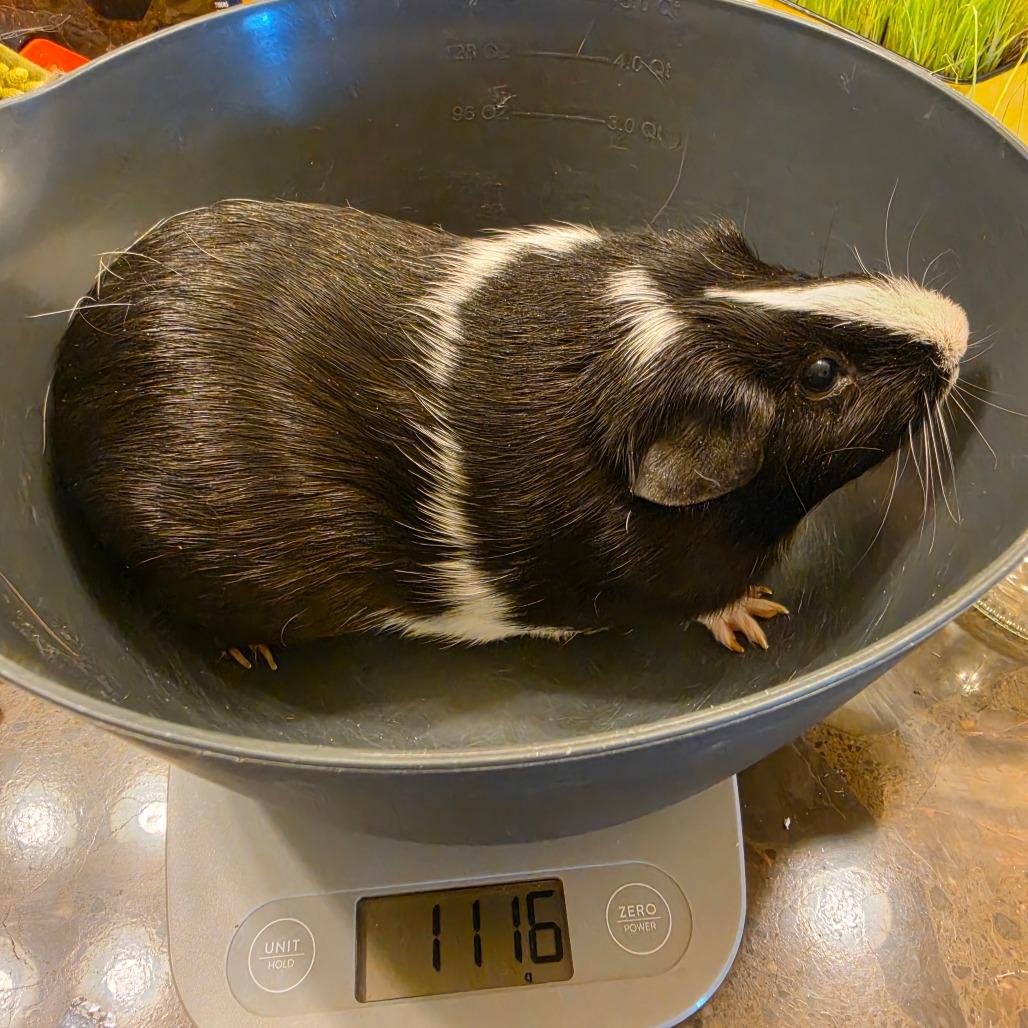 Oreo (Bonded with Chloe), ADOPTABLE, Adult Female Short-Haired.