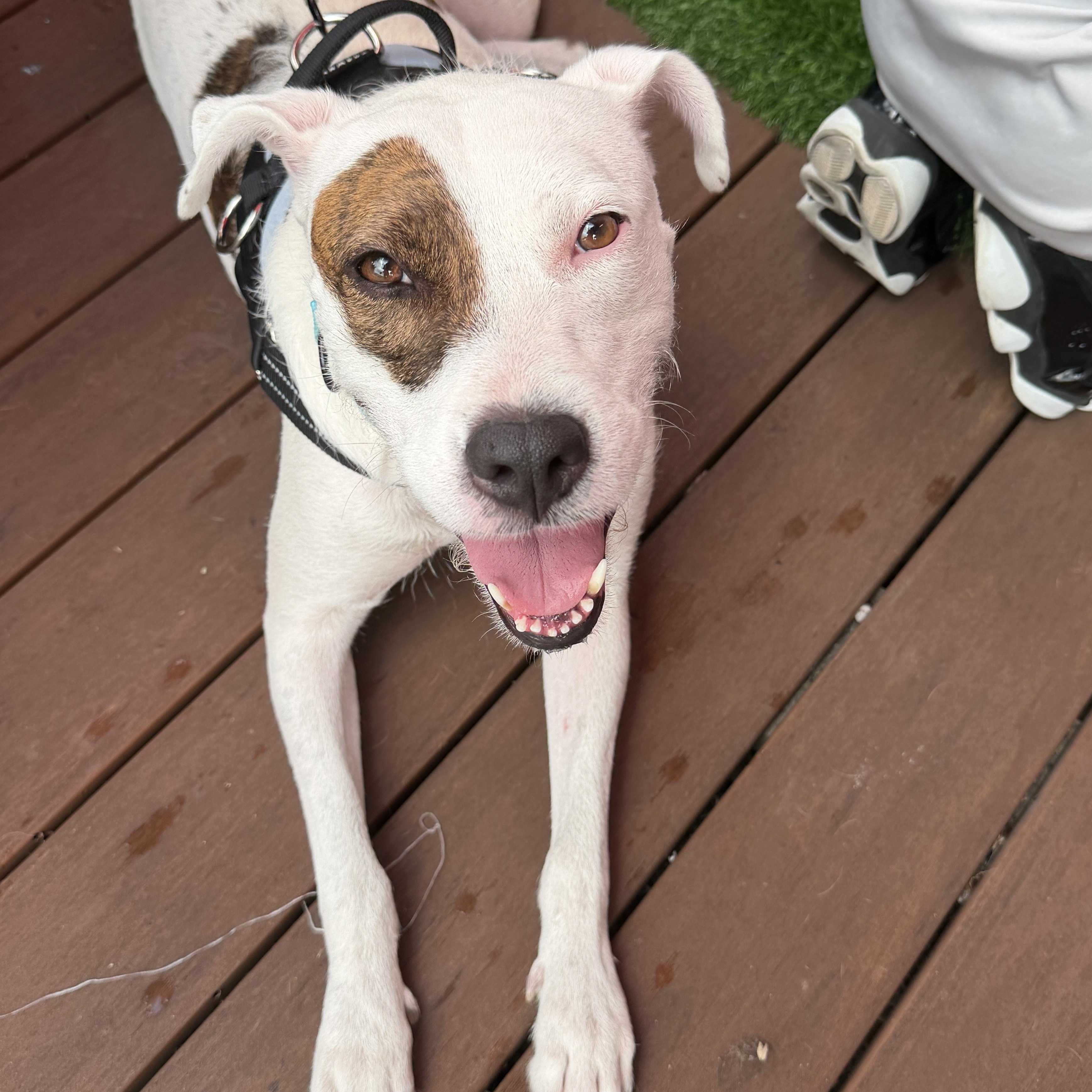 Jewels, Adoptable, Adult Female Mixed Breed.