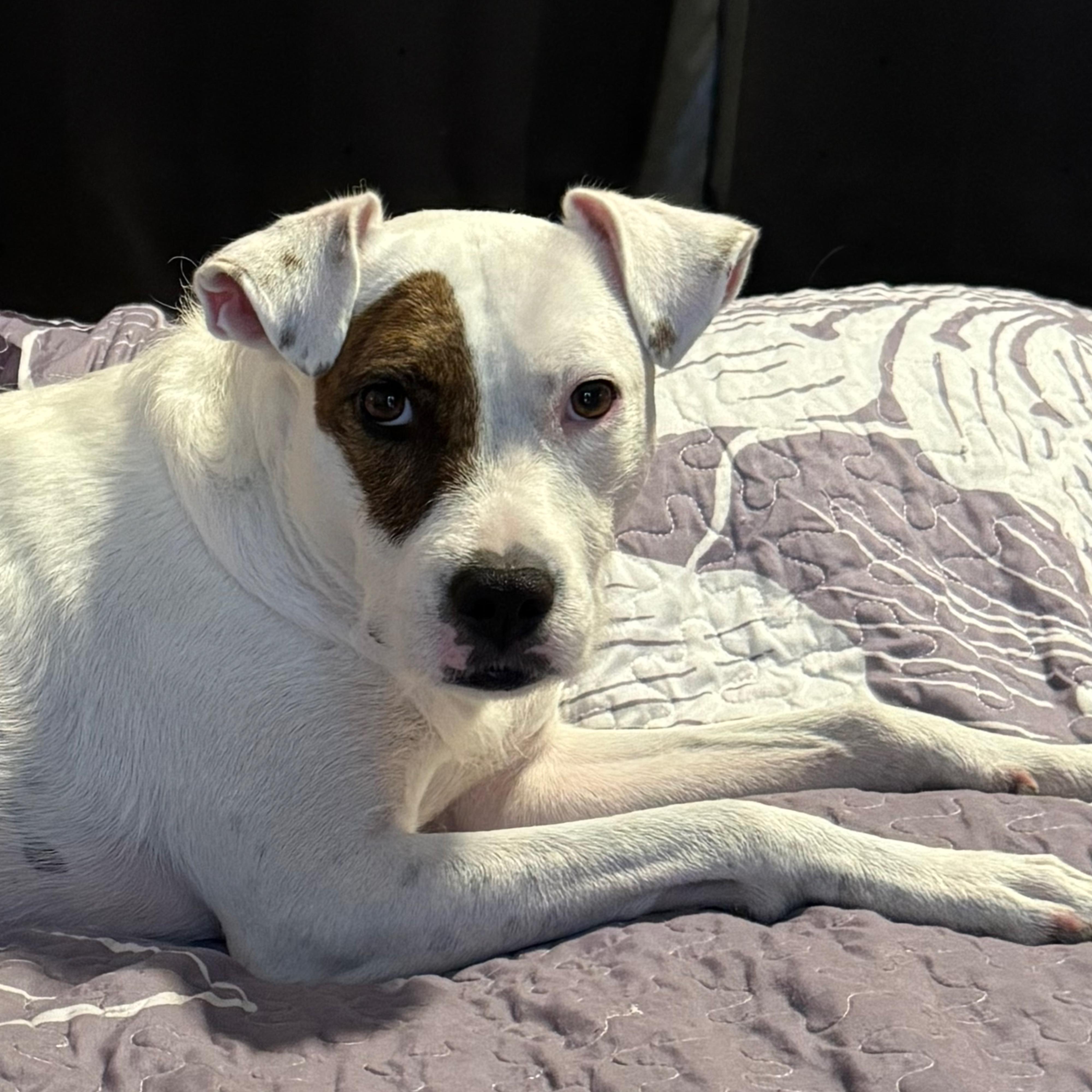 Jewels, Adoptable, Adult Female Mixed Breed.