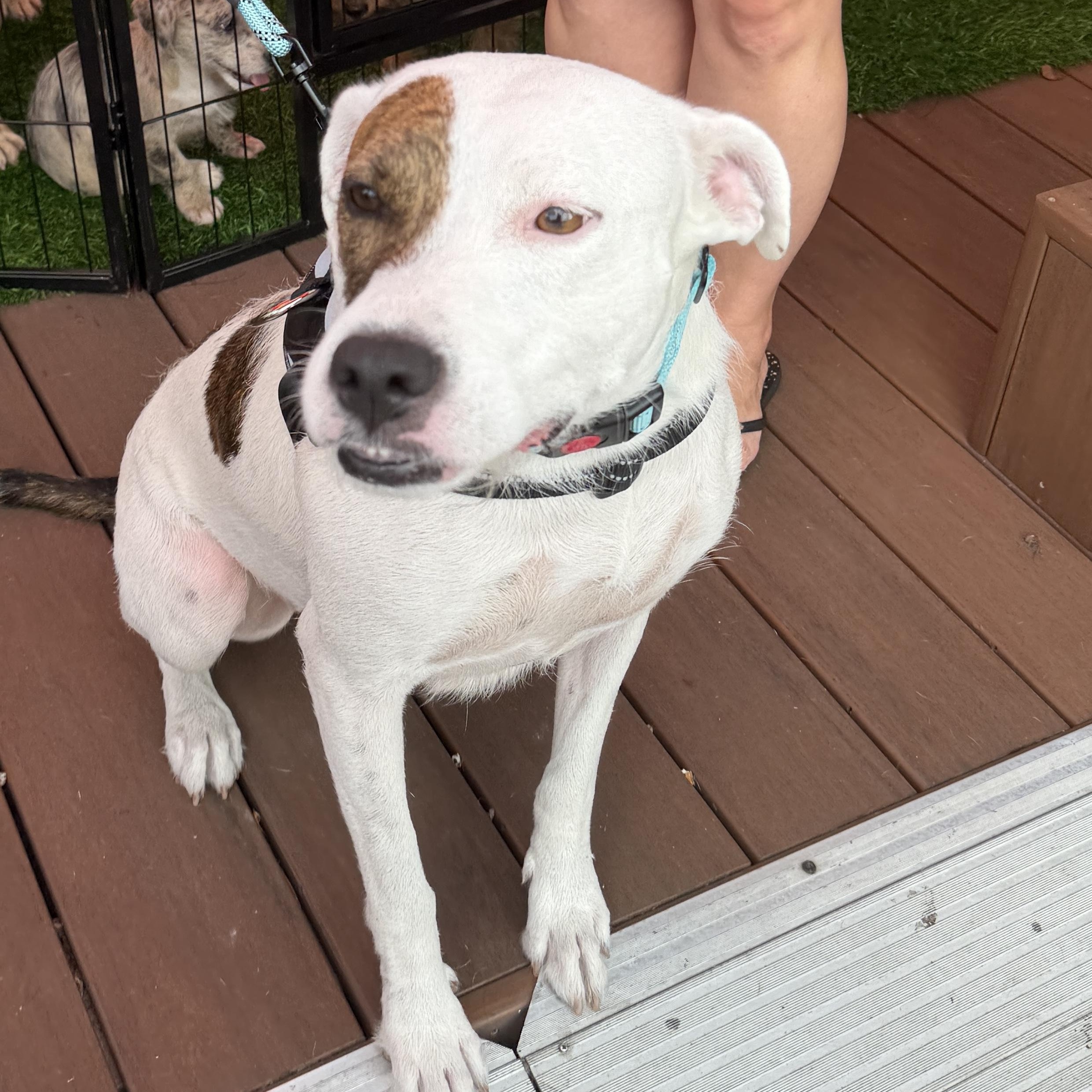 Jewels, a Adoptable Mixed Breed in LEHIGH ACRES, FL image 5/6