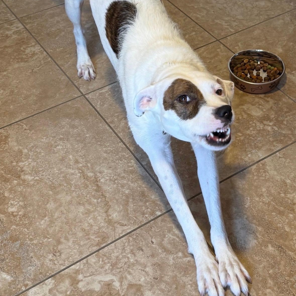 Jewels, a Adoptable Mixed Breed in LEHIGH ACRES, FL image 5/6