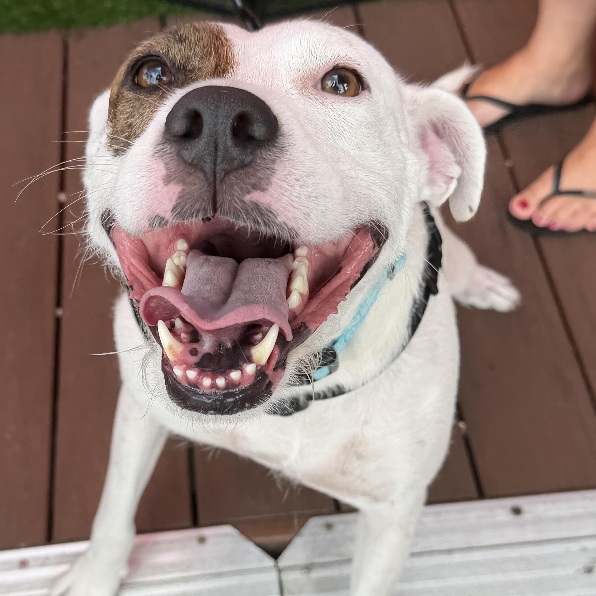 Jewels, a Adoptable Mixed Breed in LEHIGH ACRES, FL image 6/6