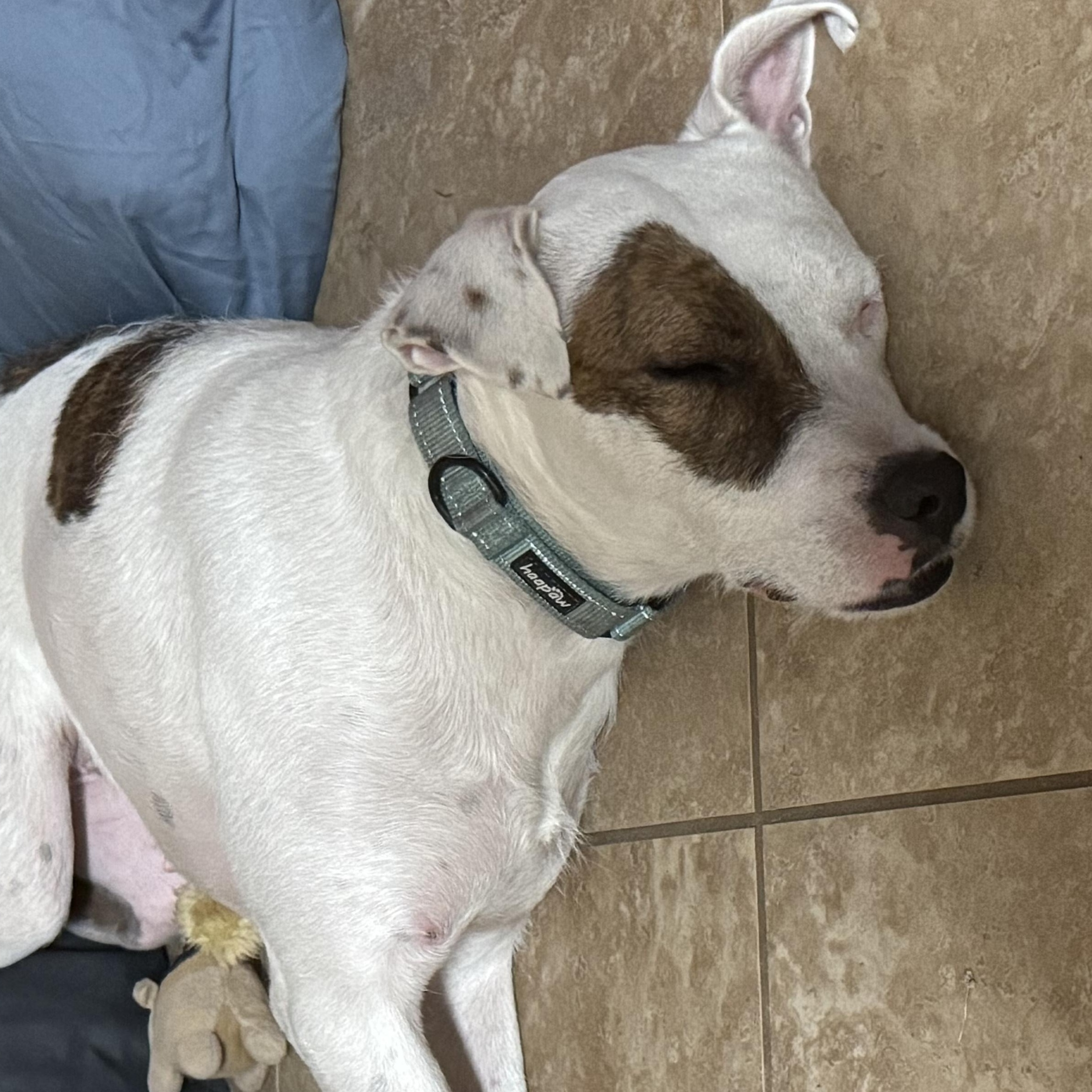 Jewels, a Adoptable Mixed Breed in LEHIGH ACRES, FL image 4/6