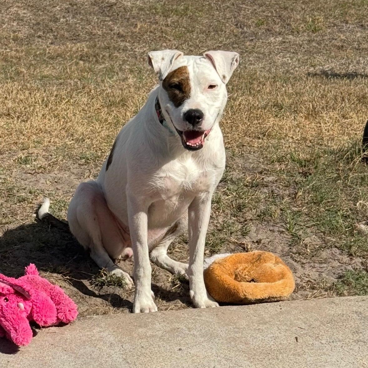 Jewels, a Adoptable Mixed Breed in LEHIGH ACRES, FL image 6/6