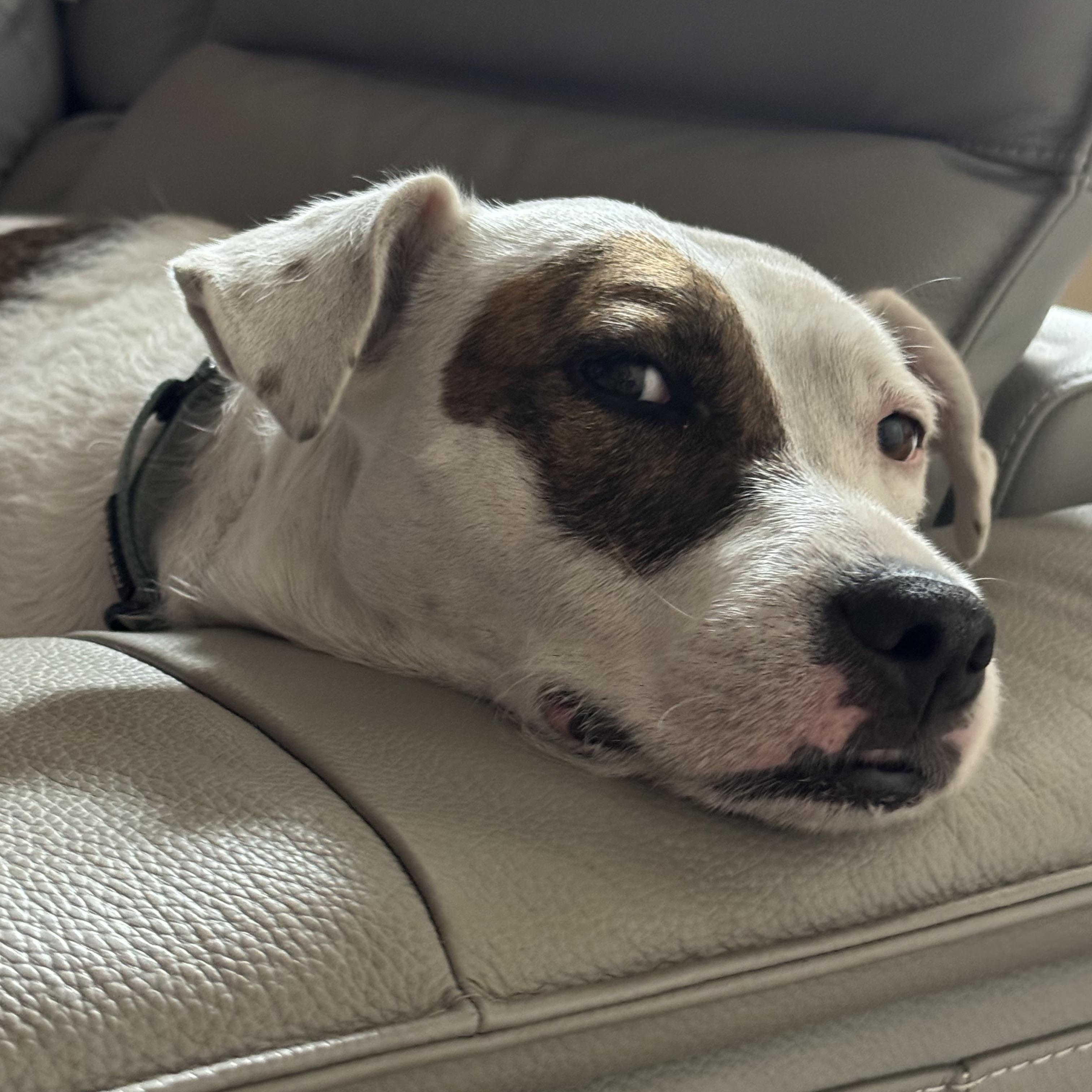 Jewels, a Adoptable Mixed Breed in LEHIGH ACRES, FL image 1/6