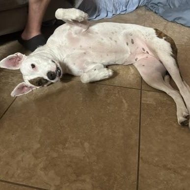 Jewels, a Adoptable Mixed Breed in LEHIGH ACRES, FL image 4/6