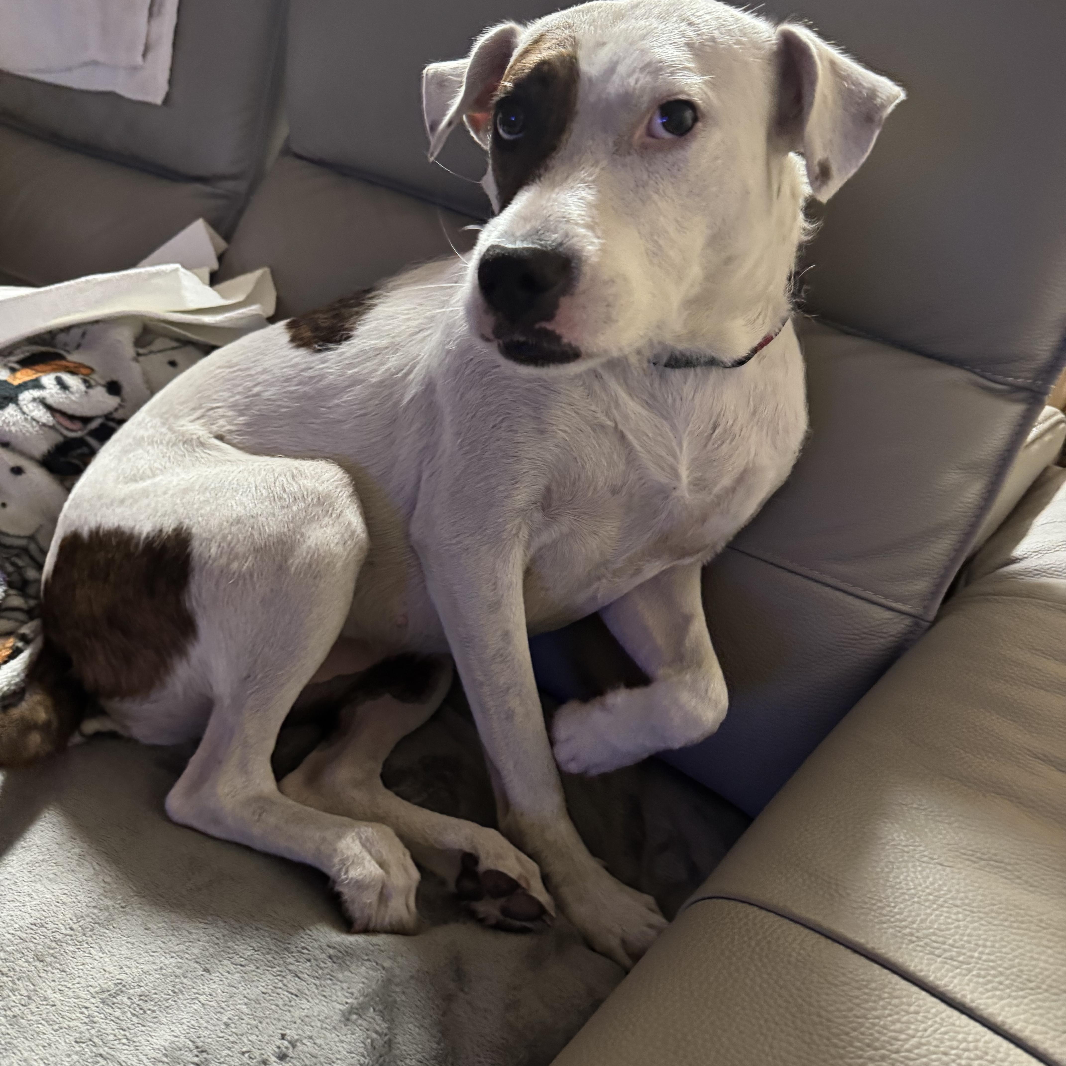 Jewels, a Adoptable Mixed Breed in LEHIGH ACRES, FL image 2/6