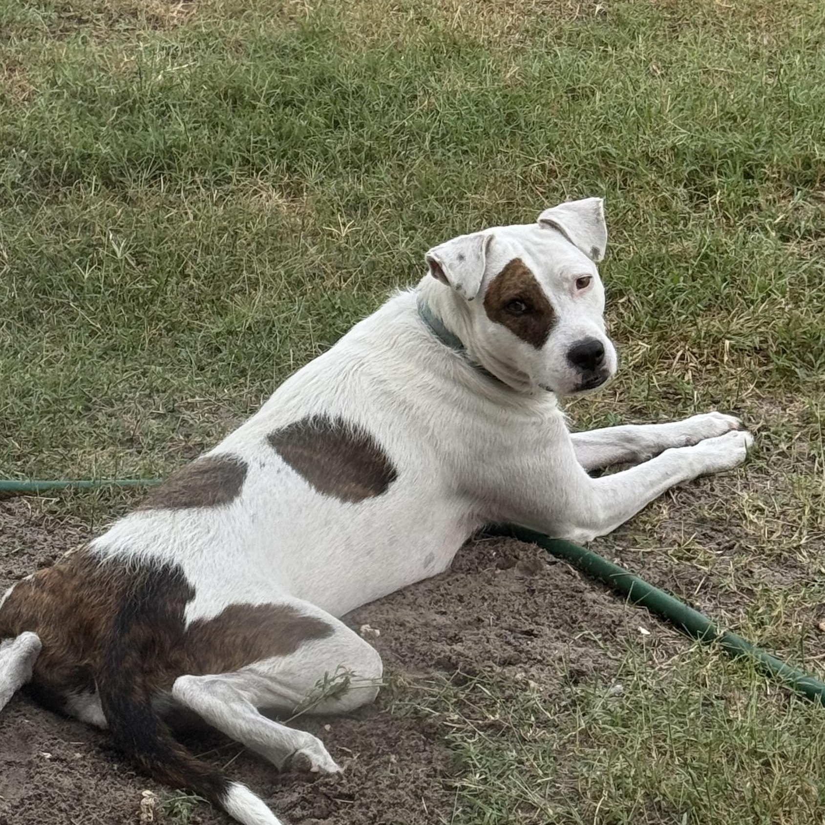 Jewels, a Adoptable Mixed Breed in LEHIGH ACRES, FL image 3/6