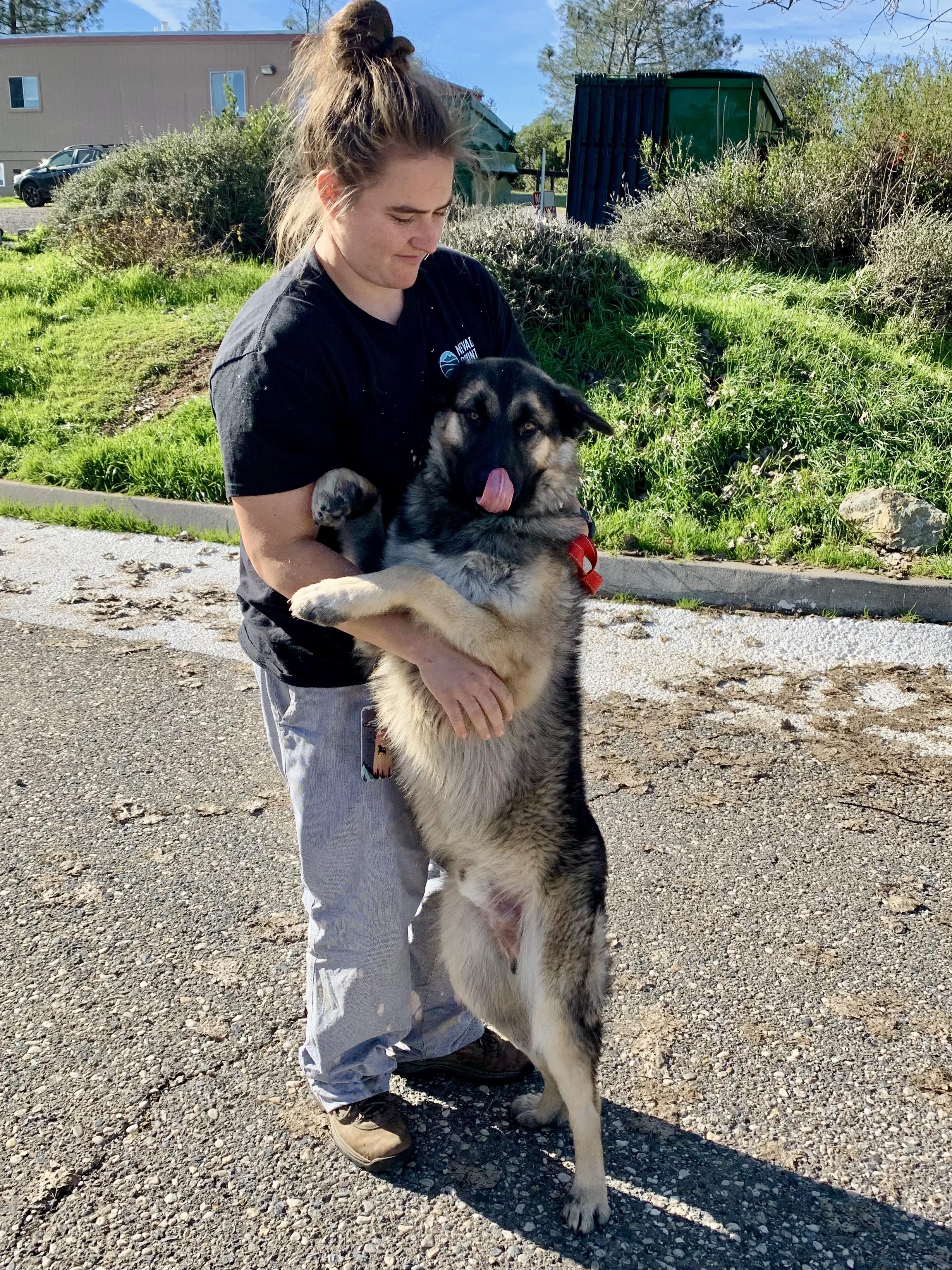 Enlarge Ruger, a ADOPTABLE mixed breed in Grass Valley, CA image 5/5