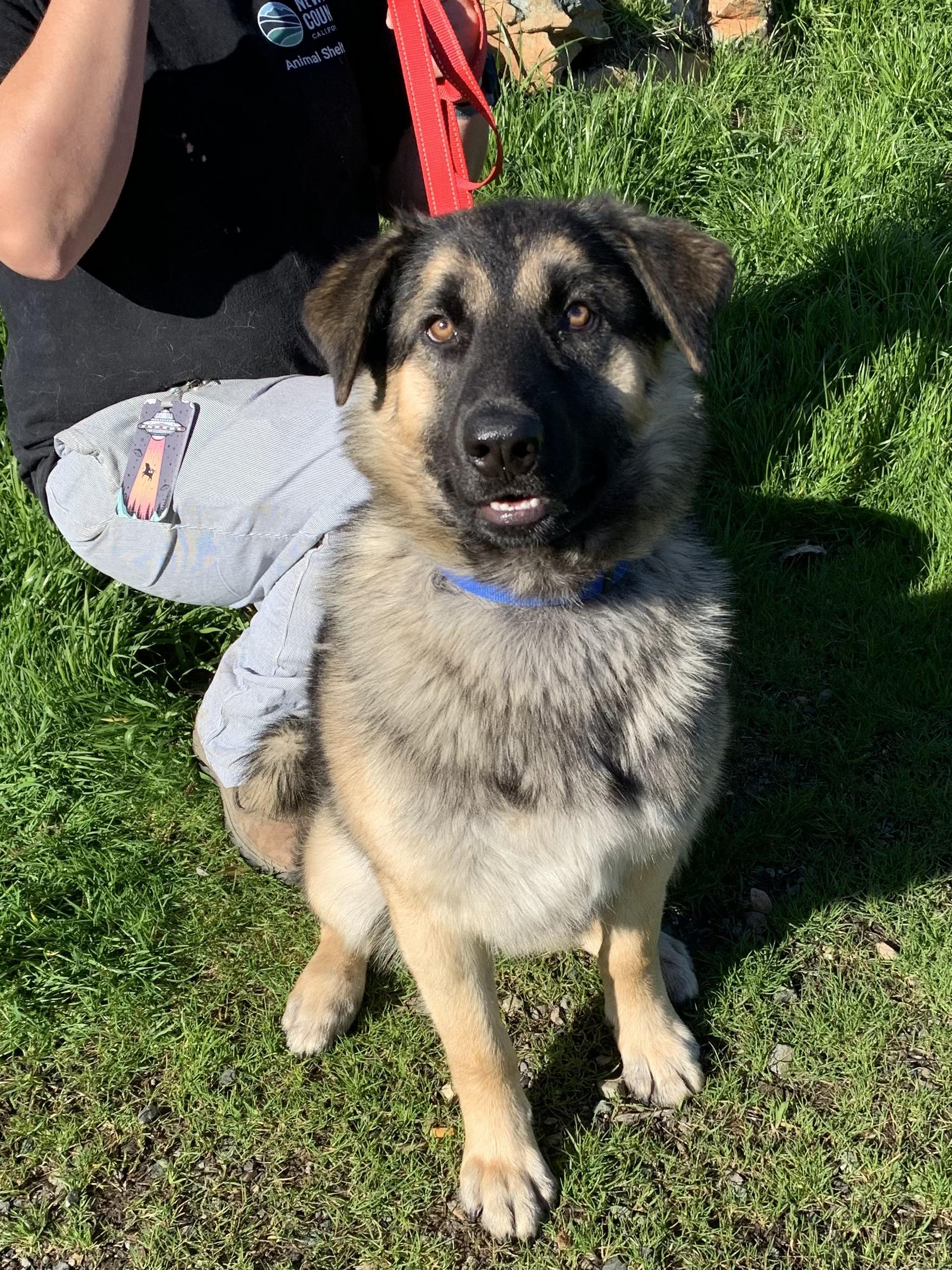 Ruger, ADOPTABLE, Young Male Alaskan Malamute & Shepherd.