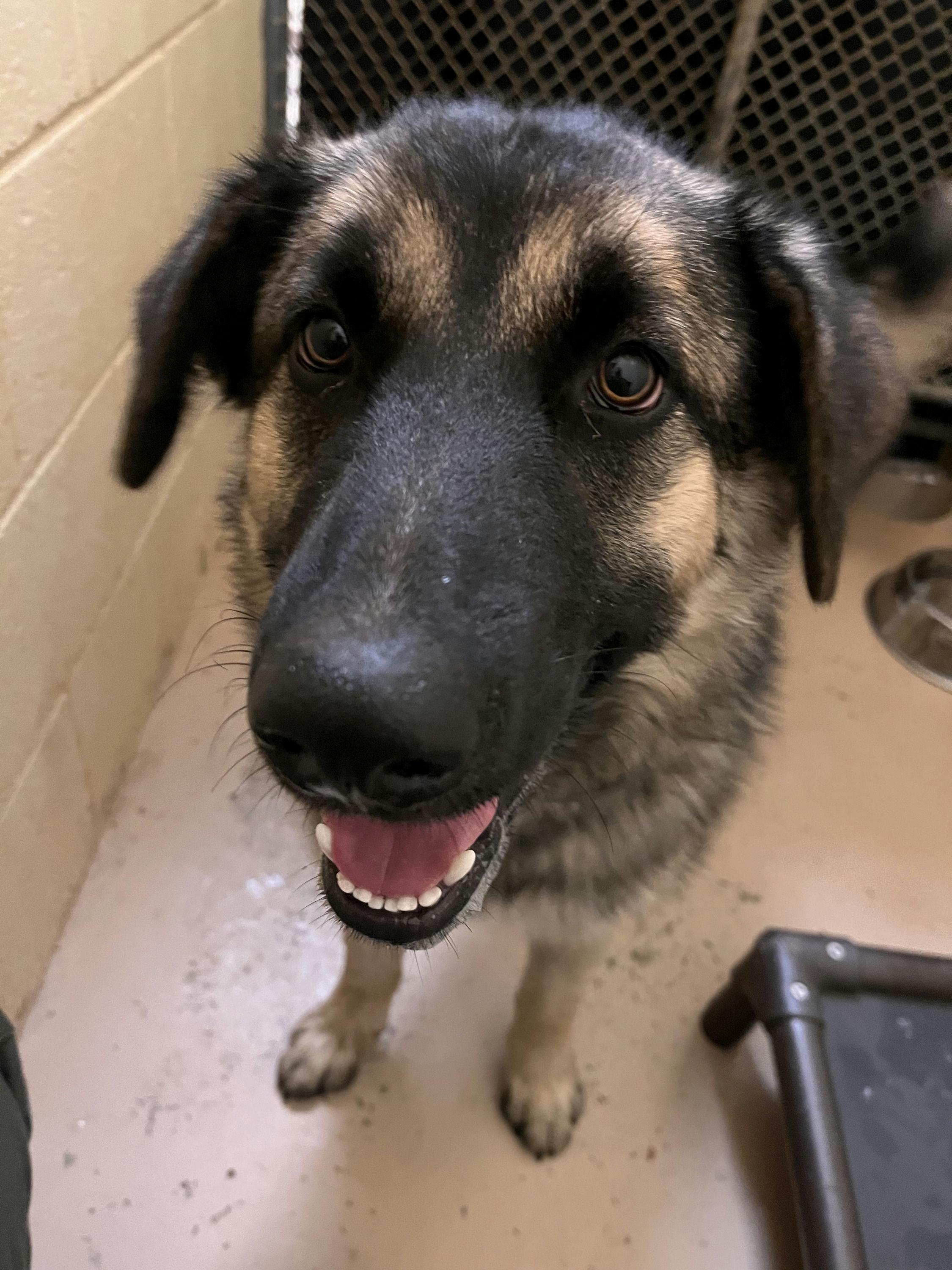 Ruger, ADOPTABLE, Young Male Shepherd.