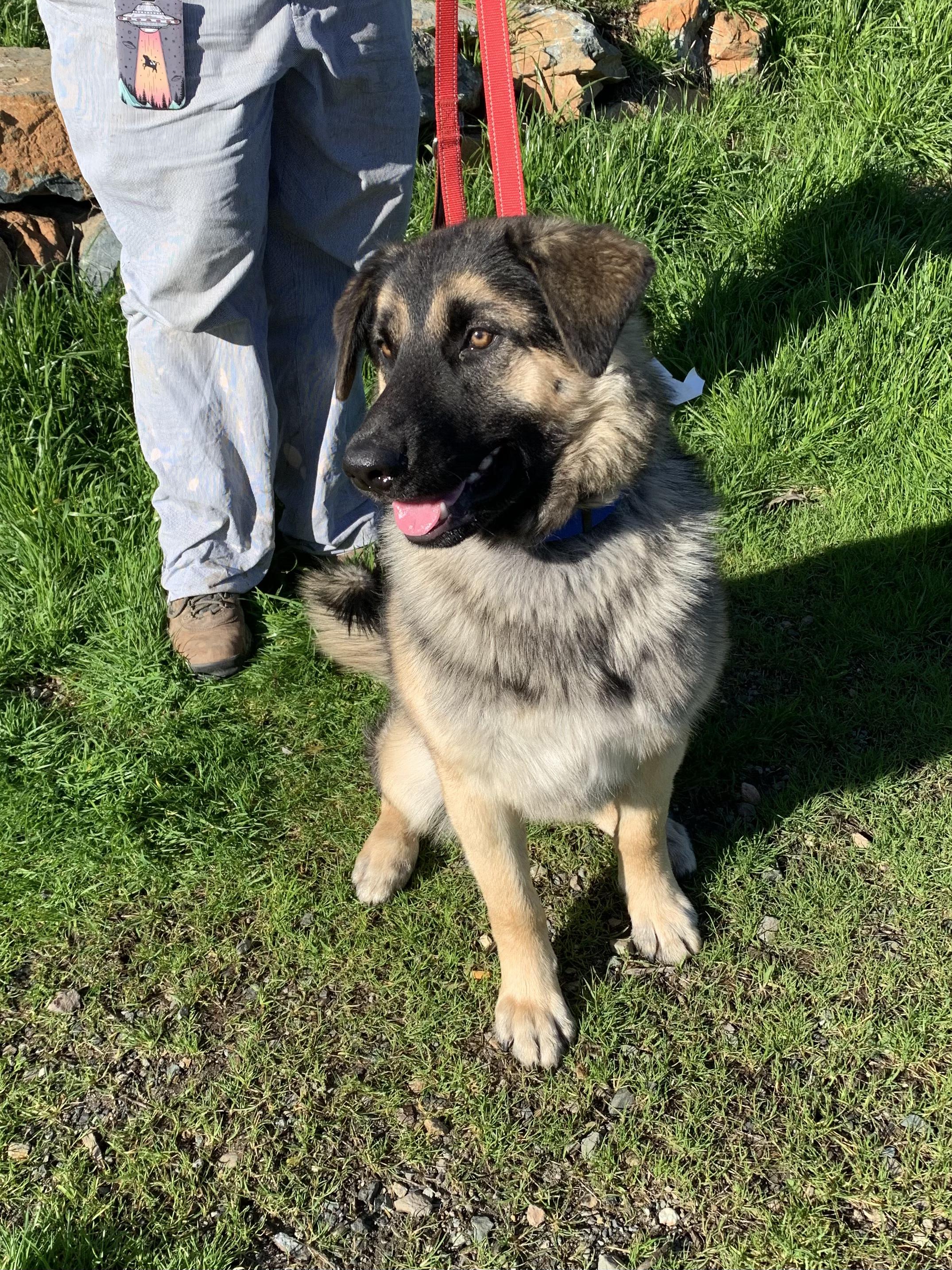 Enlarge Ruger, a ADOPTABLE mixed breed in Grass Valley, CA image 4/5