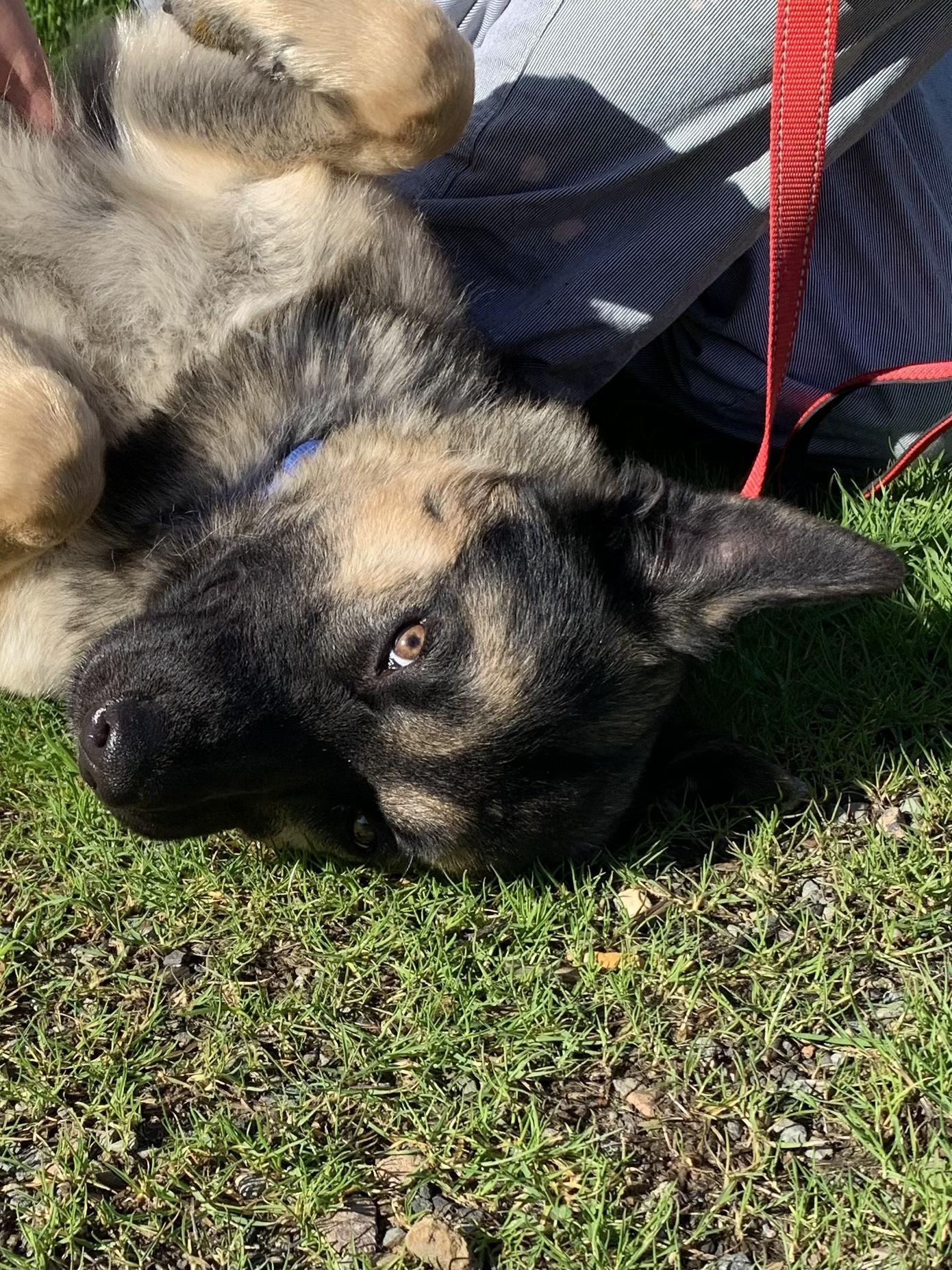 Enlarge Ruger, a ADOPTABLE mixed breed in Grass Valley, CA image 3/5