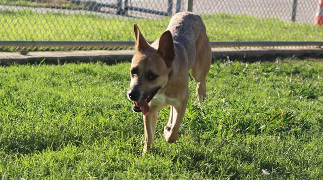 PICKLE JUICE, Adoptable, Young Male German Shepherd Dog & Mixed Breed.