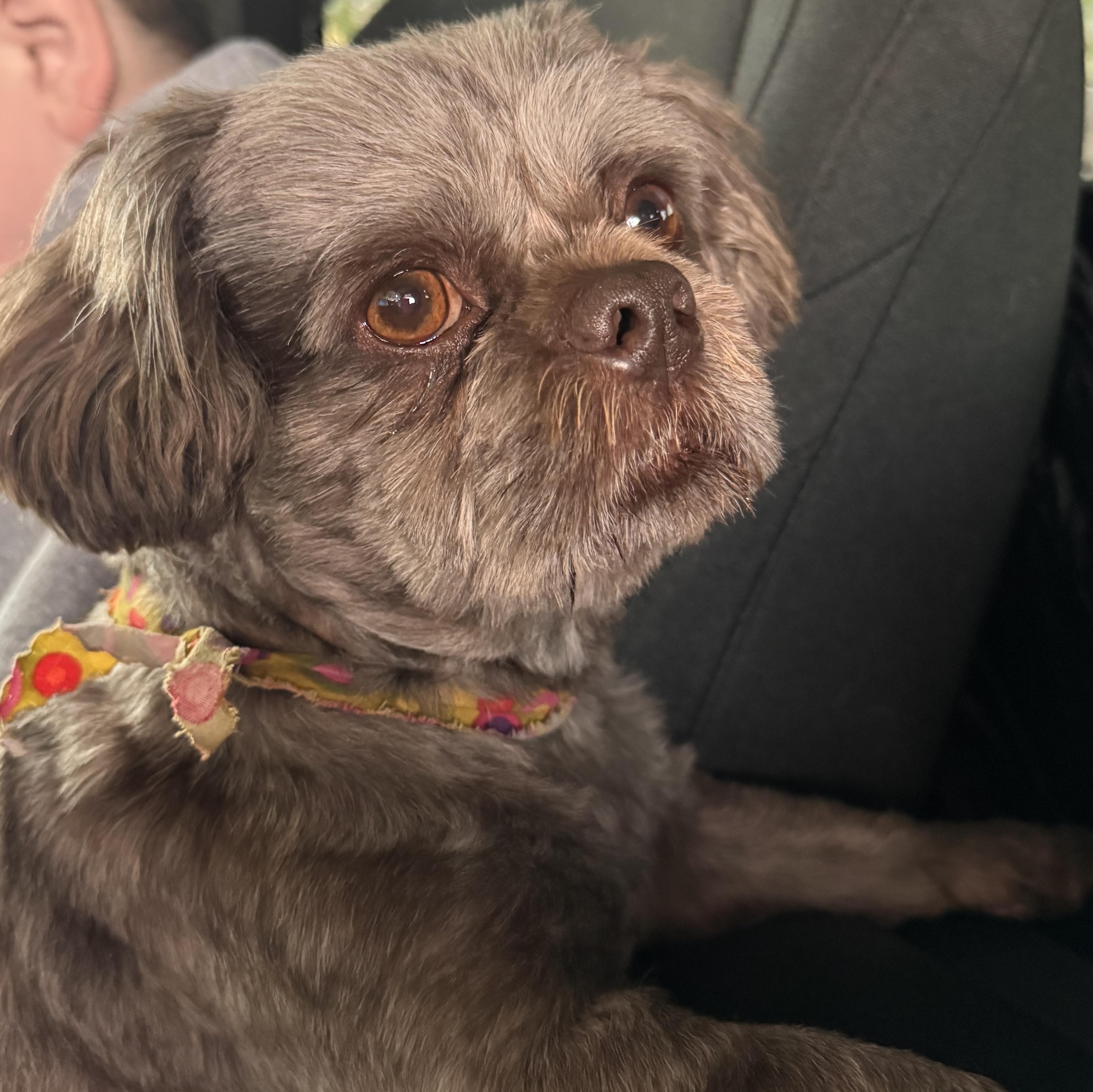 Enlarge Preston, an adopted Shih Tzu in Yukon, OK image 1/3