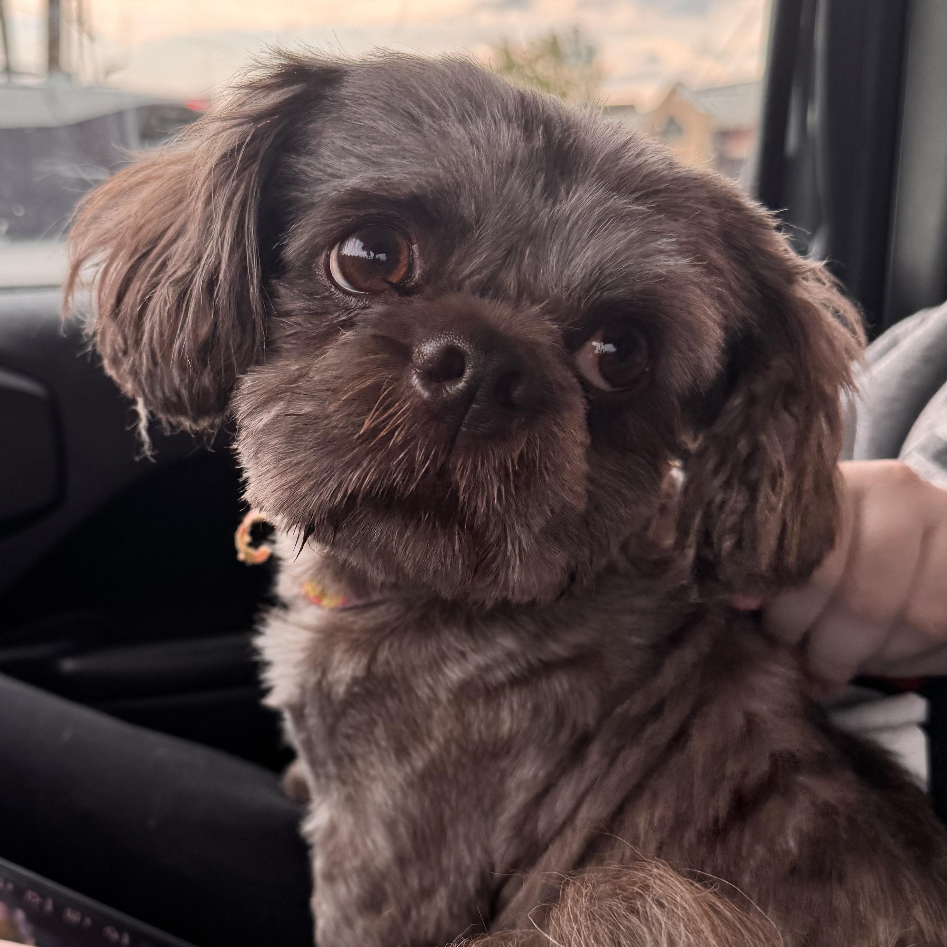 Enlarge Preston, an adopted Shih Tzu in Yukon, OK image 3/3