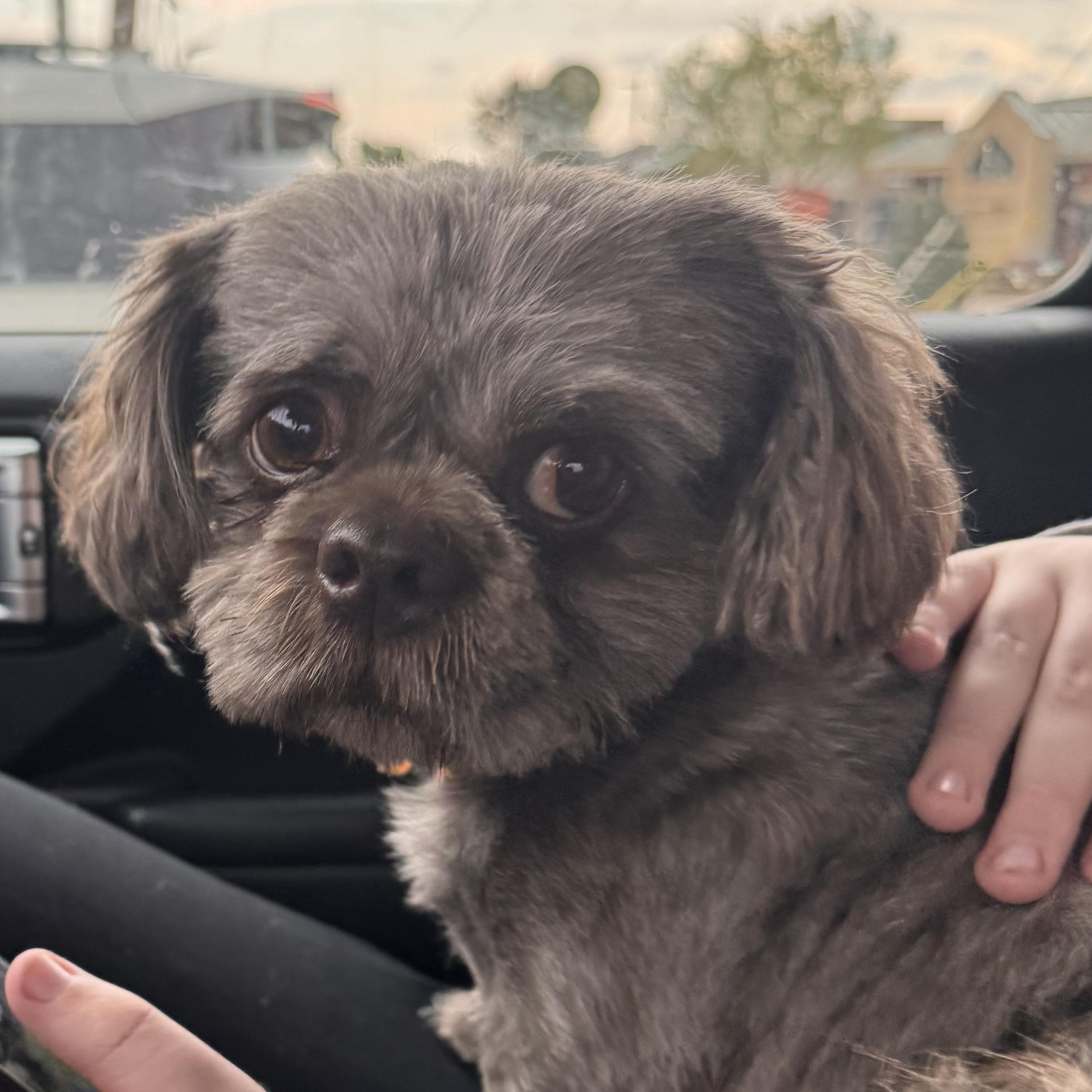 Enlarge Preston, an adopted Shih Tzu in Yukon, OK image 2/3
