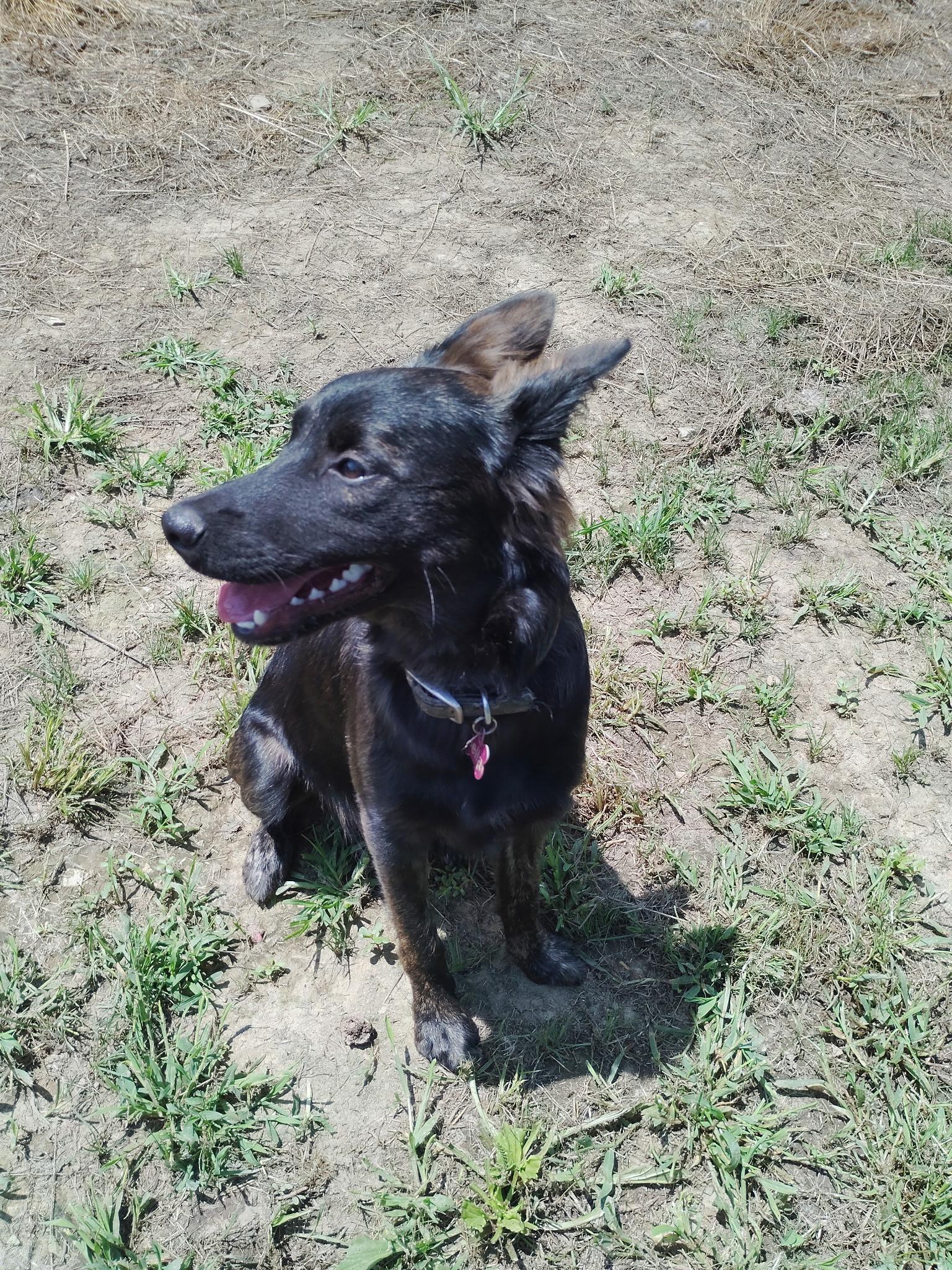 Enlarge Izzy, a Adoptable German Shepherd Dog in Mount Sterling, KY image 6/6