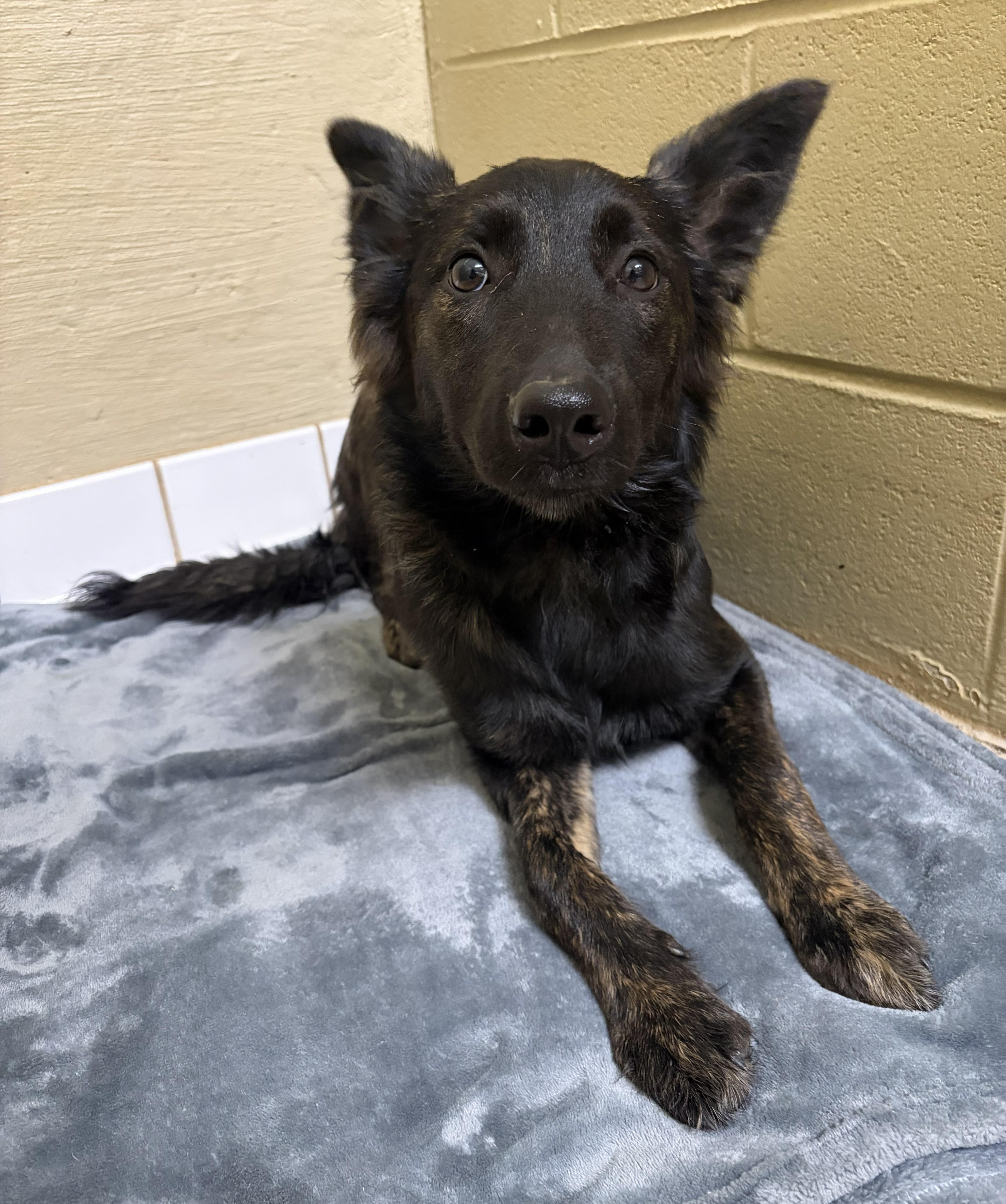 Izzy, Adoptable, Puppy Female German Shepherd Dog.